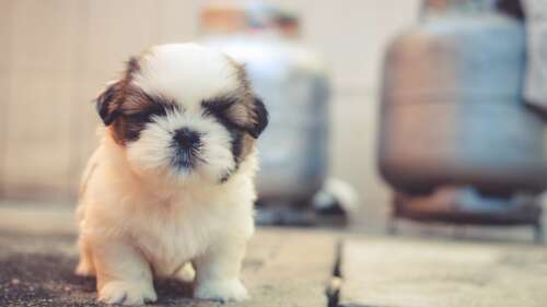 A group of adorable, fluffy puppies with soft fur huddled together. free background