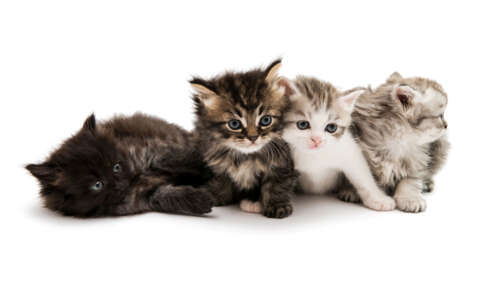A group of small, cute kittens sitting together on a plain white background. free wallpaper