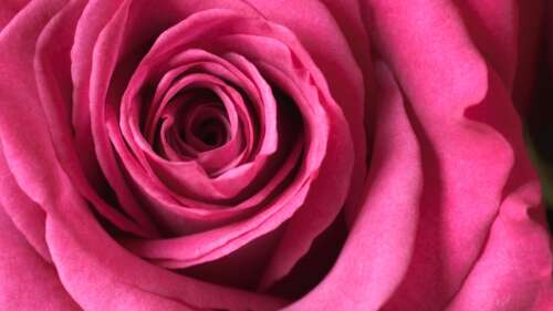Macro photography of a beautiful pink rose in full bloom, highlighting the intricate... wallpaper images