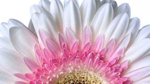 A high-resolution close-up of a white Gerbera Daisy flower set against a seamless... wallpaper photo gallery download
