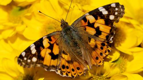 A detailed macro close-up of a butterfly perched on a bright yellow flower in a natural... wallpaper