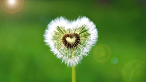 A heart-shaped dandelion flower with bright sunflare against a soft green background... pictures for wallpaper