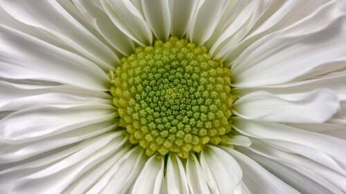 Close-up macro shot of a white daisy flower with a bright yellow center and detailed... hd background