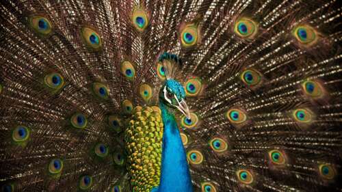 A vibrant peacock displaying its colorful, iridescent tail feathers with intricate... high definition wallpaper