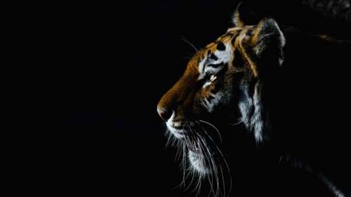 A close-up, dramatic portrait of a tiger's face against a solid black background. free background