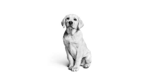 A cute Labrador puppy in a black and white monochrome style with a white aesthetic. wallpaper download