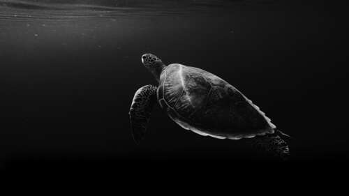 A monochrome, black and white close-up of a sea turtle swimming gracefully through... background images hd