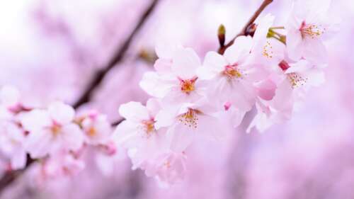 Close-up of pink cherry blossom flowers in full bloom against a soft pink background. pictures for wallpaper