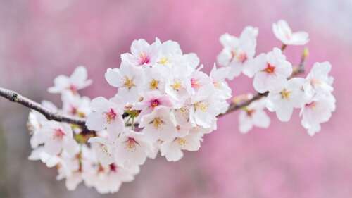 Close-up of pink cherry blossom flowers in bloom during spring. free wallpaper
