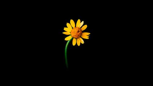 A bright yellow sunflower centered against a solid black background. wallpaper