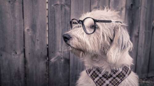 A cute dog wearing glasses on a rustic wooden background. wallpaper