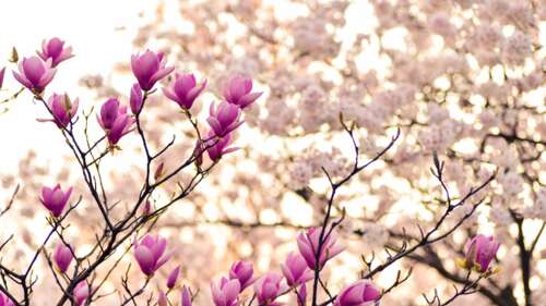 Close-up of magnolia and purple flowers blooming on spring branches pictures for wallpaper
