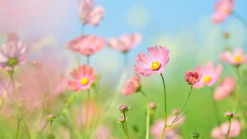 A lush garden filled with blooming pink and white cosmos flowers under bright summer... wallpaper