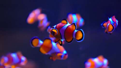 A bright orange and white clownfish swimming among green aquatic plants in a clear... free background