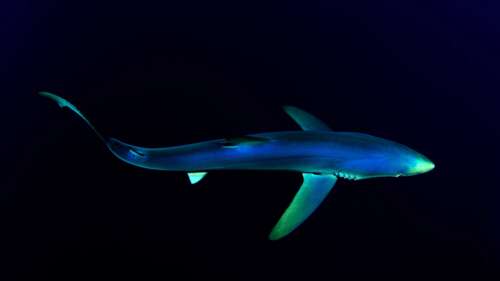 A dark and mysterious underwater scene from the deep Atlantic Ocean floor. free wallpaper