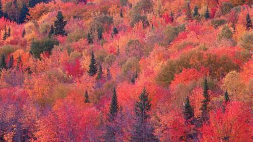 Aerial view of a dense autumn forest with colorful orange, yellow, and red foliage. wallpaper