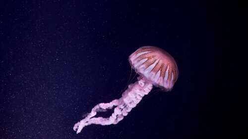 A glowing pink jellyfish with luminous tentacles floating in a dark underwater environment. wallpaper download