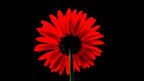 A vivid red Gerbera Daisy set against a solid black background. free background images