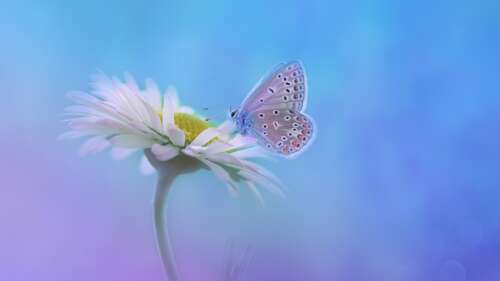A vibrant butterfly perched on a white flower with a soft gradient background. free wallpaper