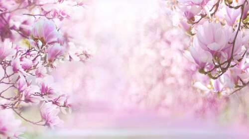 Close-up of pink magnolia blossoms against a solid pink background. pictures for wallpaper