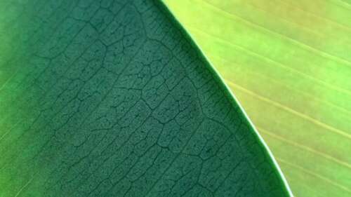 A detailed macro close-up of a vibrant green leaf showing intricate vein patterns... free wallpaper