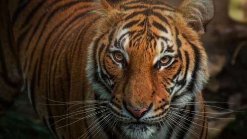 A close-up, detailed portrait of a Bengal Tiger's face showing its stripes and intense... hd background