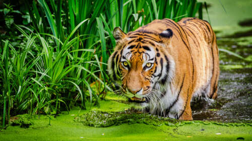 A Siberian tiger sitting beside a green pond surrounded by lush vegetation. wallpaper