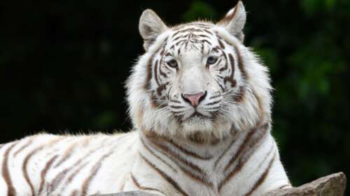 A high-detail portrait of a White Siberian tiger with piercing eyes and prominent... free wallpaper