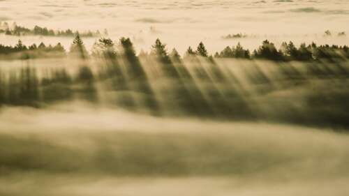A misty forest landscape at sunrise with sunlight streaming through the trees in... wallpaper download