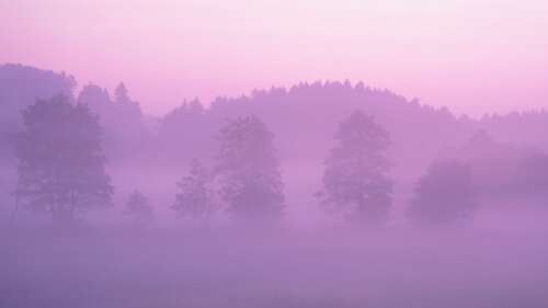 A misty and ethereal forest landscape with thick fog and a soft pink aesthetic. hd background