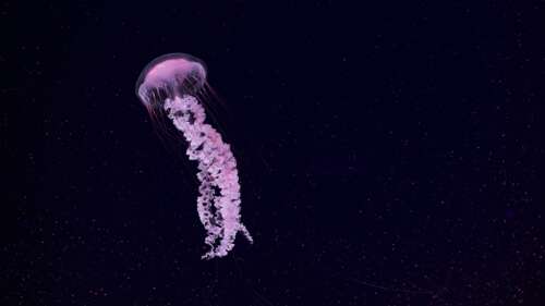 A glowing pink jellyfish swimming in a dark underwater environment. high definition wallpaper