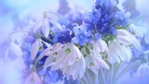A close-up view of vibrant blue hyacinth flowers and delicate white blossoms. free background