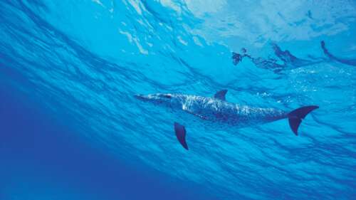 A group of dolphins swimming peacefully underwater in vibrant aqua blue ocean depths. free hd wallpapers