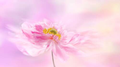 Delicate pink blossoms layered over a soft pastel pink background. free background