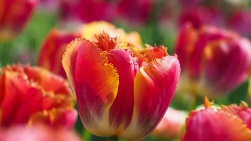 Close-up of red tulip flowers blooming in a sunny spring garden with a soft bokeh... wallpaper download