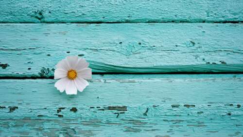 A close-up shot of a white flower on a teal and turquoise wooden surface with pastel... free hd wallpapers