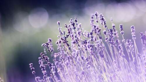 Close-up of purple lavender flowers with a soft, blurred bokeh background in a beautiful... wallpaper