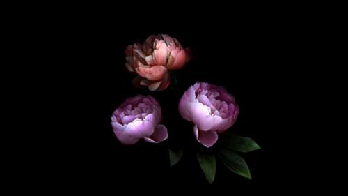 Close-up of vibrant, multi-colored rose flowers set against a dark black background. wallpaper images