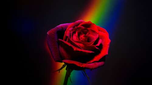 A detailed close-up of a red rose with rainbow-colored petals against a black background. wallpaper download