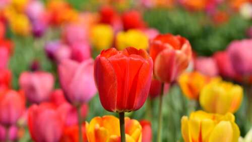 A wide shot of a colorful tulip field featuring vibrant red and yellow flowers in... wallpaper