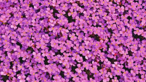 Close-up view of purple Aubrieta flowers blooming with a soft floral background. wallpaper