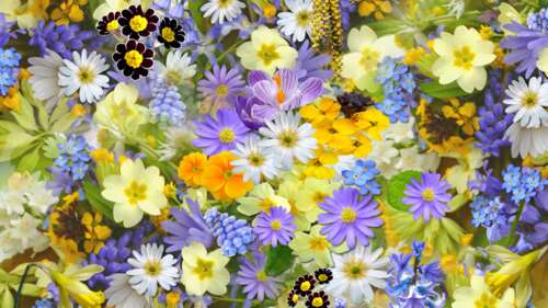 A close-up view of bright, vivid yellow flowers in full bloom with colorful petals. background images hd