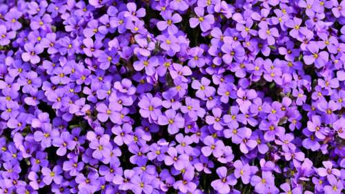 A close-up view of purple Aubrieta flowers blooming against a soft, monochromatic... free background images