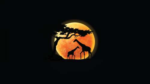 A minimalist silhouette of a giraffe standing against a warm, glowing sunset with... pictures for wallpaper