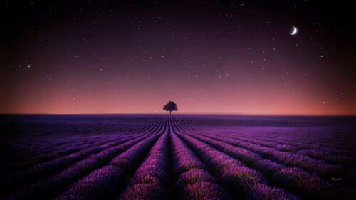 A serene landscape of purple lavender fields under a starry night sky with a crescent... wallpaper