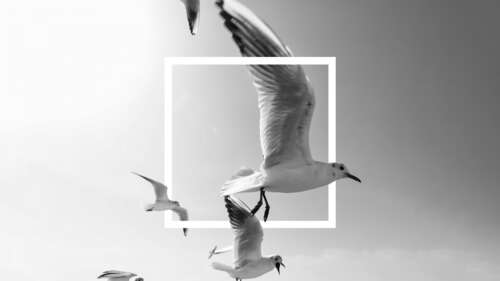 A black and white photograph of seagulls flying, elegantly framed in a monochrome... wallpaper download