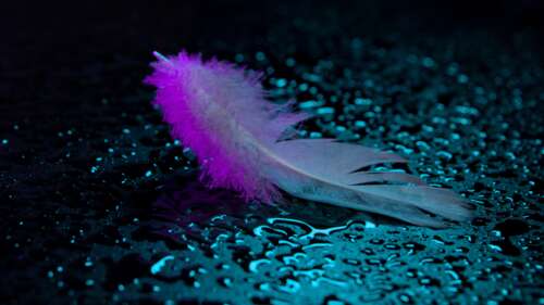 A macro photograph of a wet feather with colorful neon light reflections and tiny... free hd wallpapers