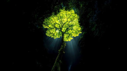 Dramatic sun rays illuminating a dark, lush rainforest with a surreal, moody aesthetic. 4K (Ultra HD) wallpaper images