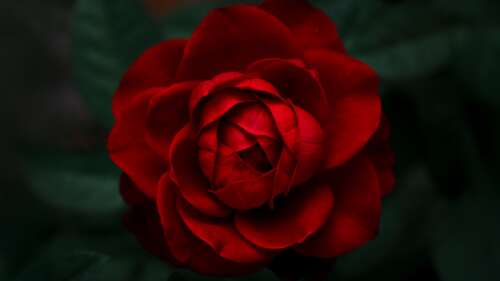 A high-resolution close-up shot of vibrant red rose petals and blooming red roses... wallpaper