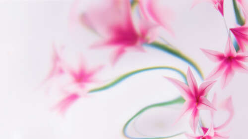 Soft focus pink flowers and delicate floral designs on a clean white background. free hd wallpapers